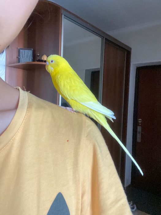 Попугай девочка,ручная
