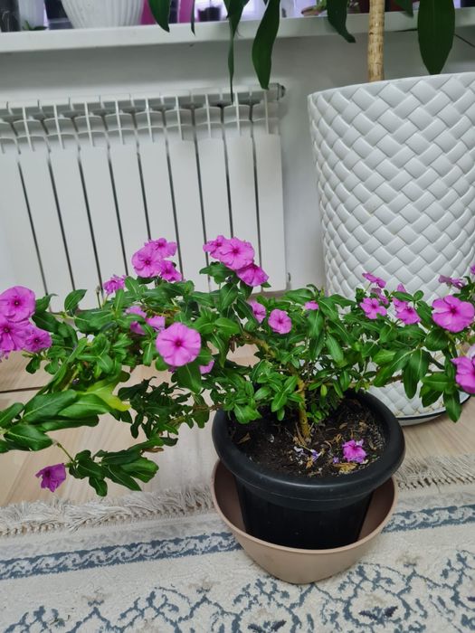 Продам комнатные цветы