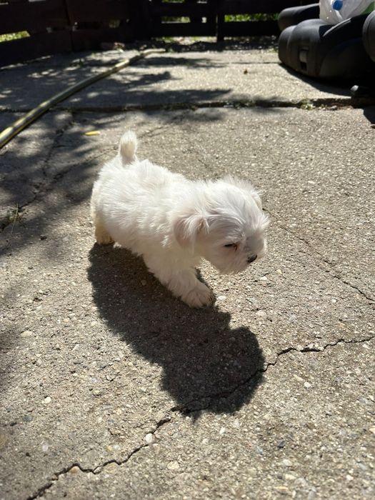 Bichon maltez toy alb imaculat