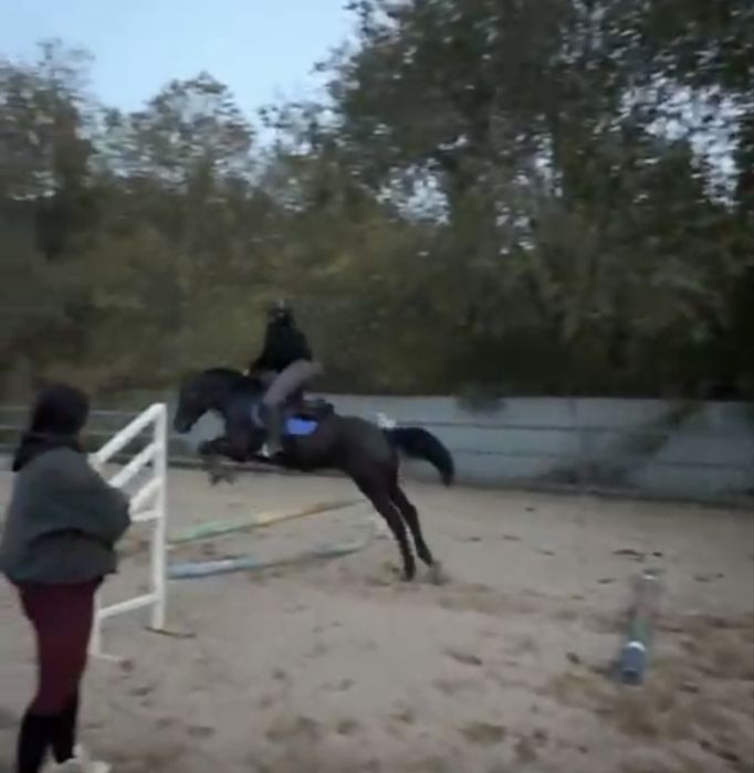 Продам лошадь, жеребец