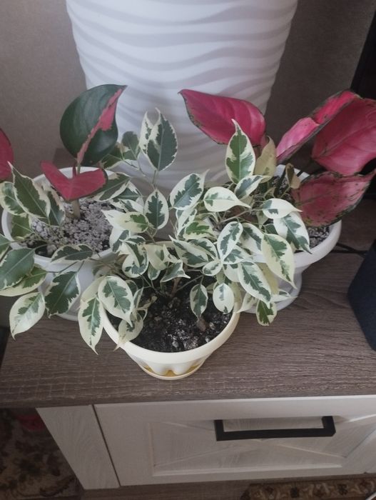 Комнатные цветы: аглаонема, район Евразии