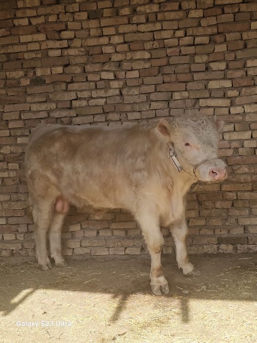 Sharalen buqa sotiladi  chista fransiyaniki narxi 40 ml zotgayan zoʻr