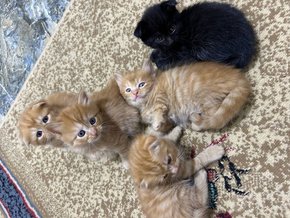 вислоухие котята