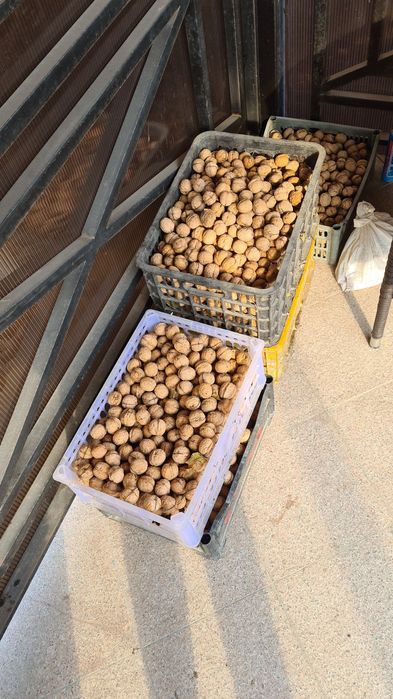 Продам орехи  грецкие