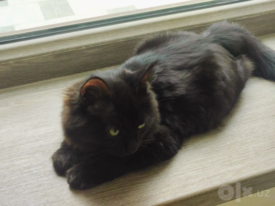 Котенок бесплатно, в добрые руки. Мальчик