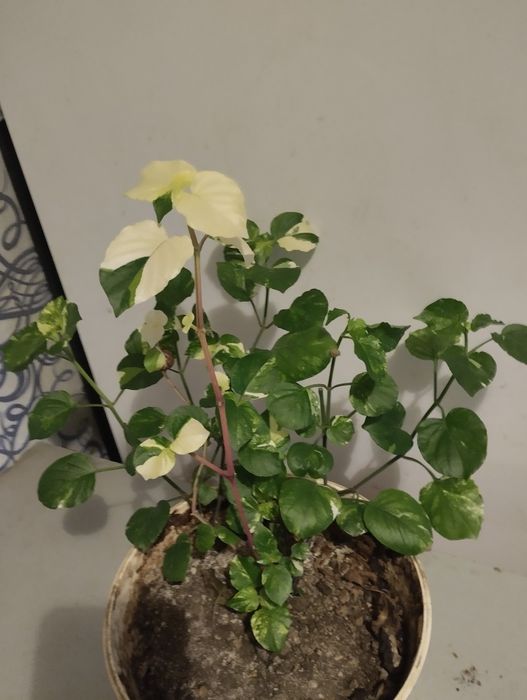 Продам комнатные цветы