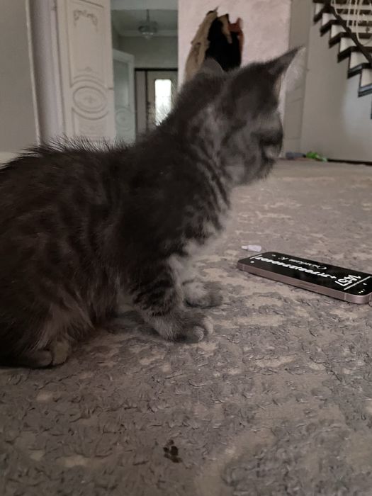 Котенок скотиш мальчик