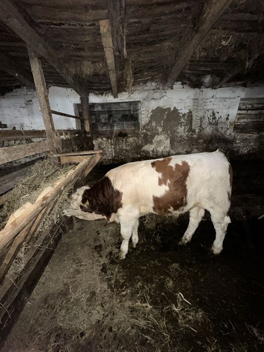 Vitel de baltată romanească 5 luni