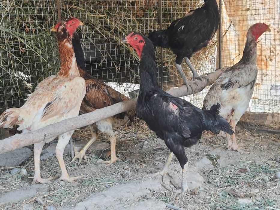 Тоза Шамо ва Карес хурозларни тухуми сотилади.