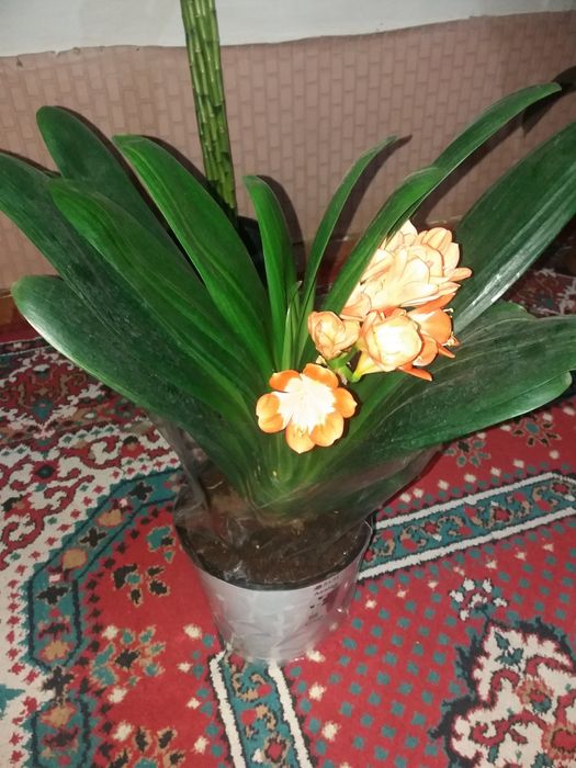 Продам комнатные растения Кливия