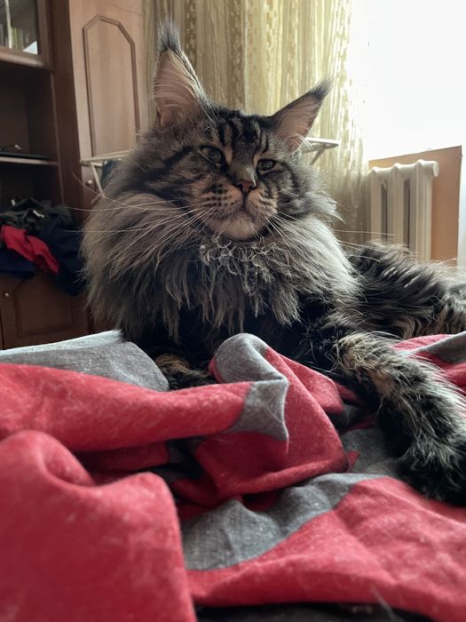 Кот Мейн-кун вязка