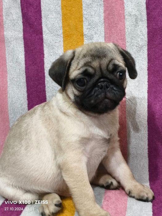 Очаровательные щенки Мопса.