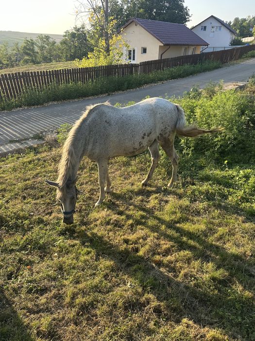 Buna ziua se vinede cal in varsta de 11ani este foarte cuminte