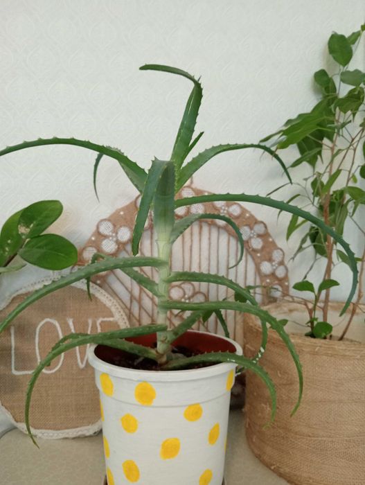 Красивые и Уютные Цветы Для Вас