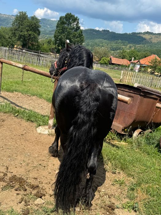 Vând armăsar în vârstă de 6 ani cuminte nu mușcă nu zvârle învățat la muncile agricole și gospodărești accept ori ce probă la plăcerea clientului