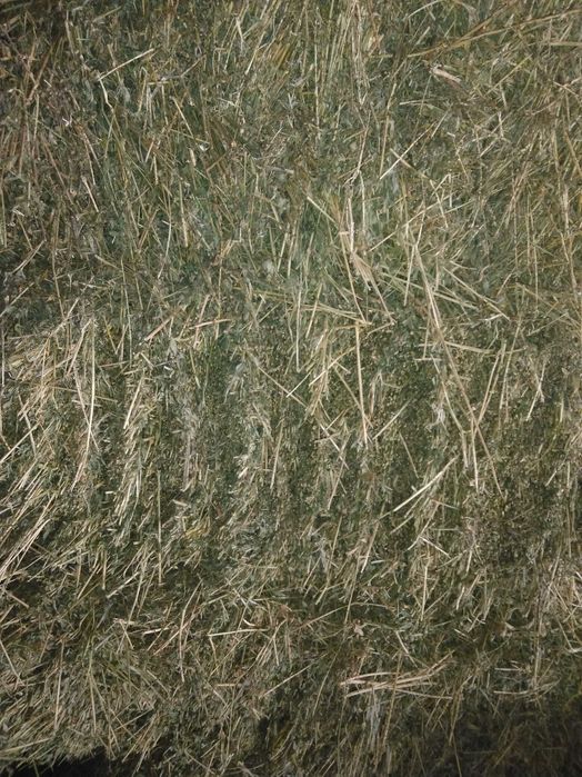 Vând baloți de lucernă 24 25 kg balotul 300 de baloți