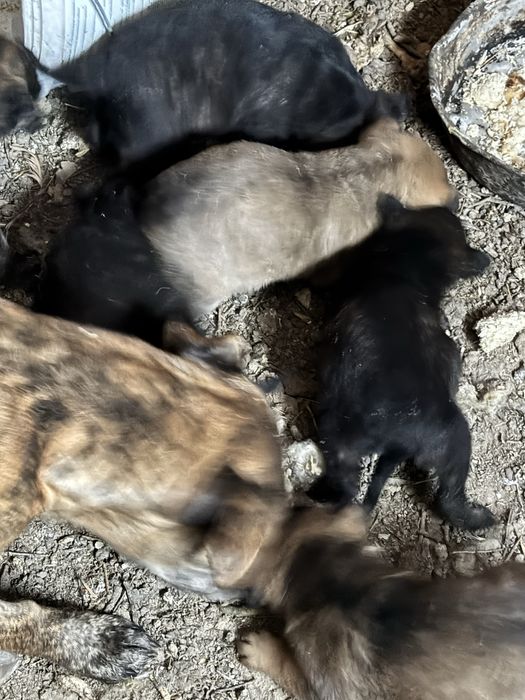 Ищем любящих и добрых хозяев!