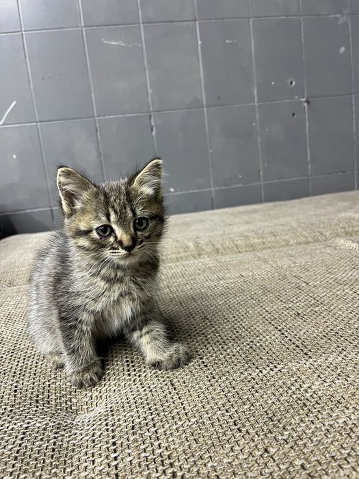 Продам домашний котенок