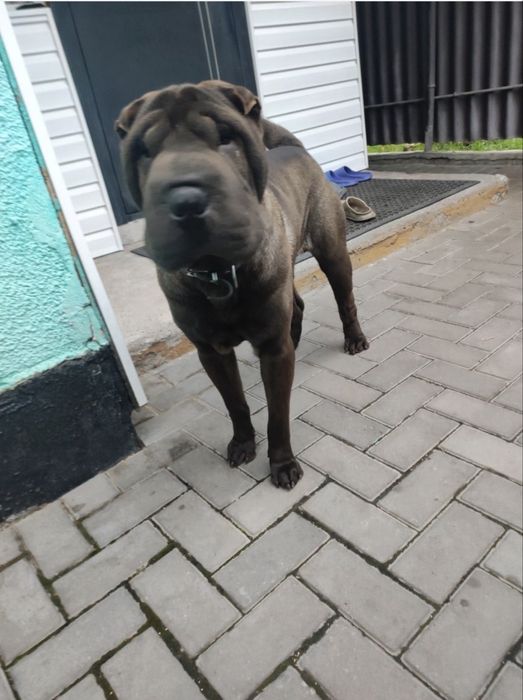 Пропала собака ,сообщите если видели