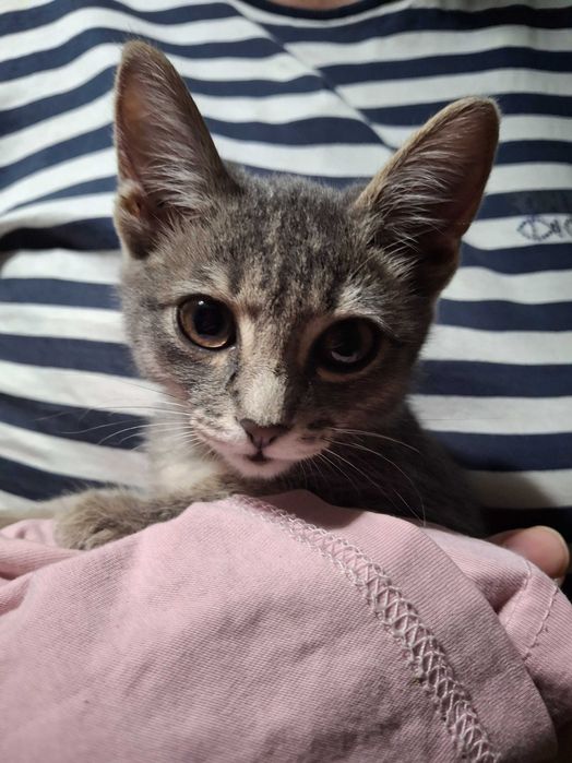 Котенок ищет дом