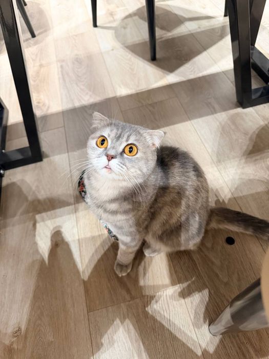 Scottish Fold и ее котик