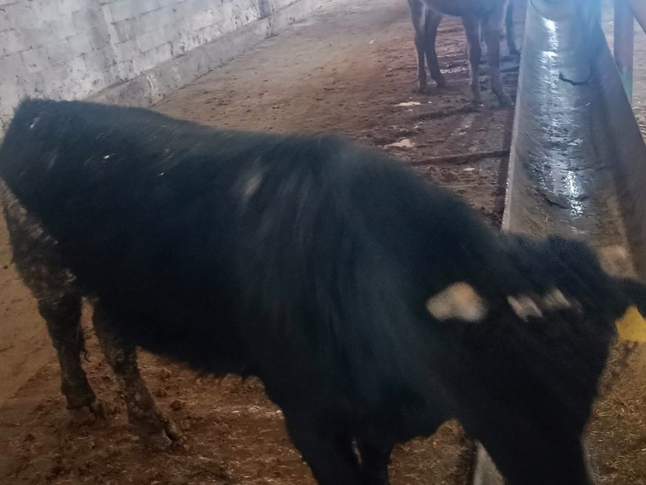 Семіз бұқалар сатылады