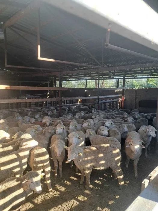 Молодой баран продам дешево срочно