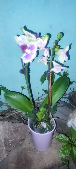 Орхидея отдам совсем дёшево