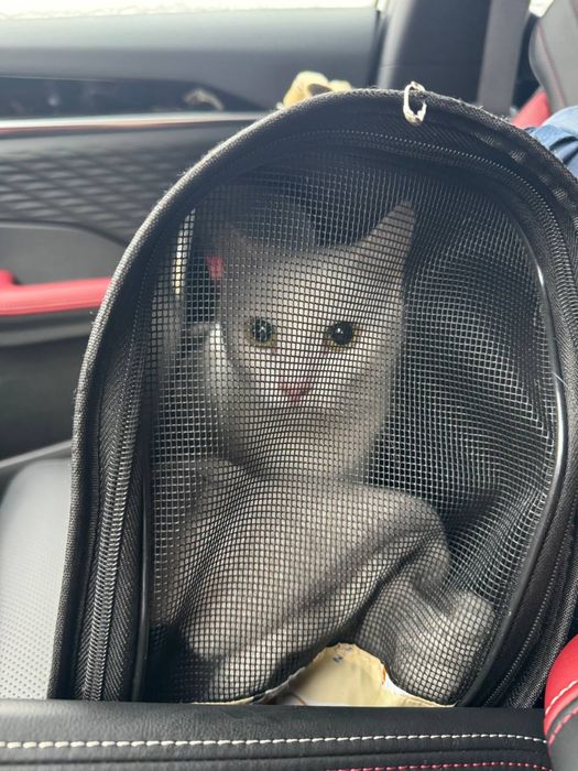 Отдам Кошечку Доню, в добрые руки