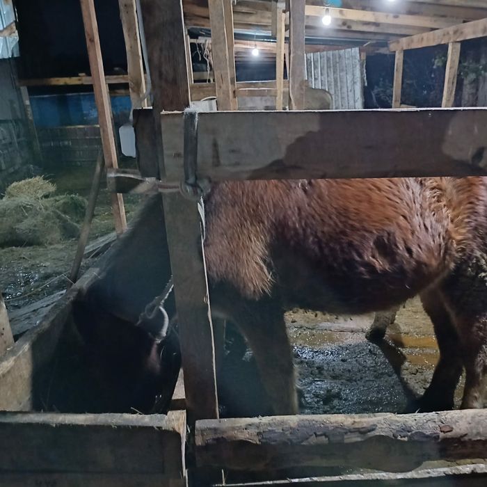 Пони хорошой породы