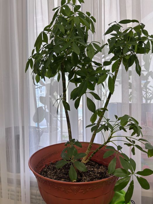 Цветы для дома дом