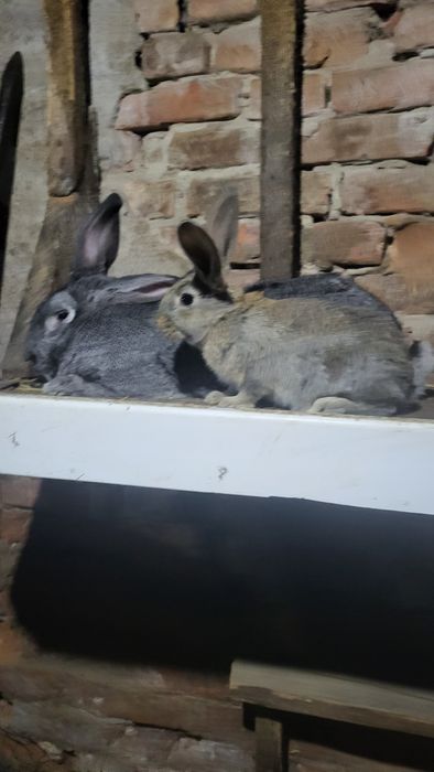 Продам крала..краликав