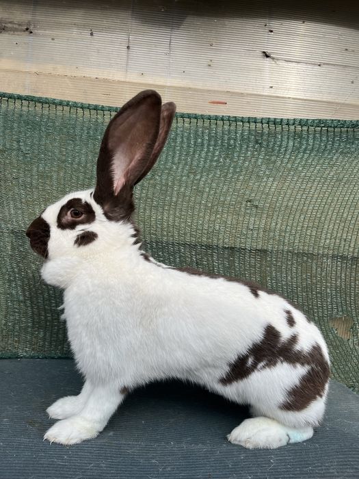 Fluture German Havana (Urias Pestrit) de vanzare