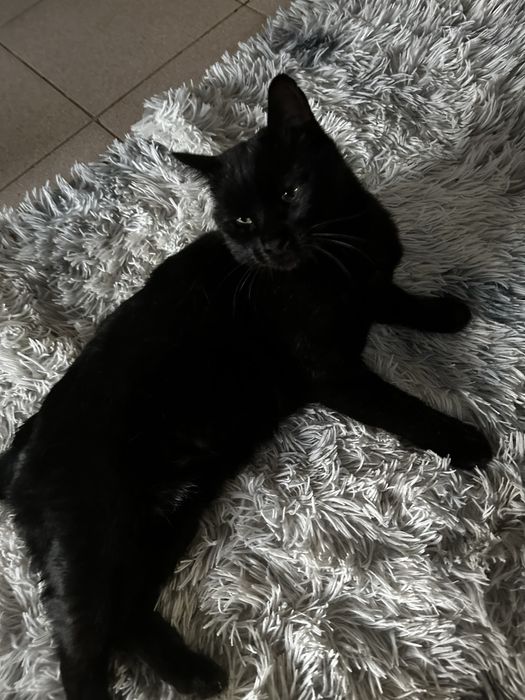 Отдам взрослого черного кота