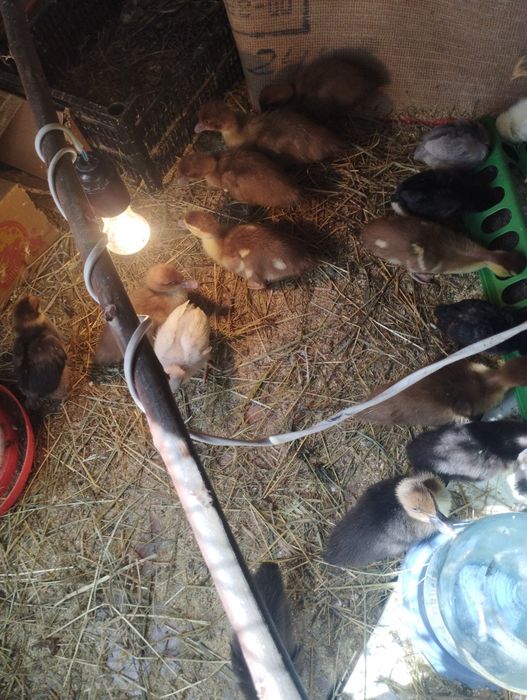 Продам цыплят и  индоутят