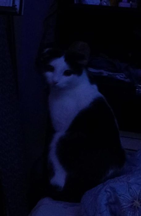 Шотландский вислоухий кот