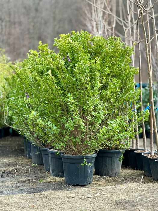 Plante Naturale pentru Casa si Curte