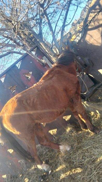 Құнан сатылады міңгі