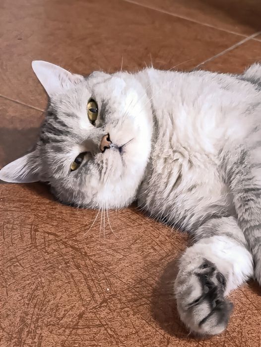 Кот антидепрессант