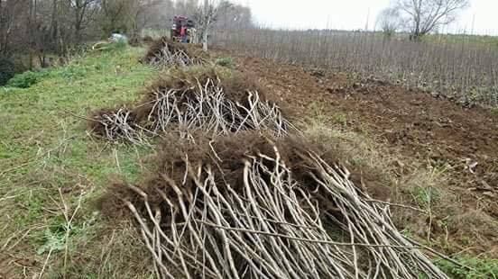 Puieti de nuc altoiti si micorizati