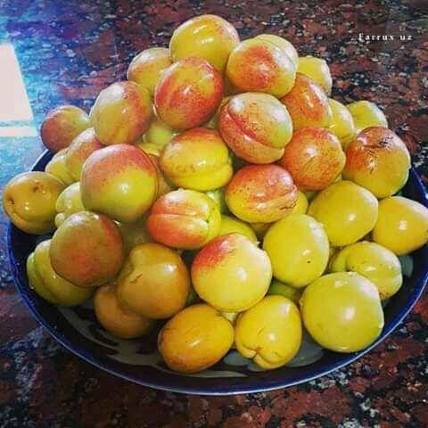 Урик перитса рубитса йубле курсодик вандеркот ва бошка сортлари бор