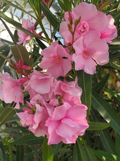 Зокум - различни цветове и големини закум, лян олеандър