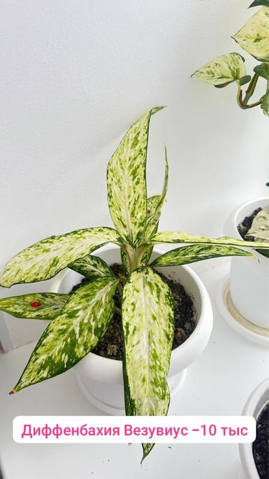 Диффенбахия, растение с крупными листьями