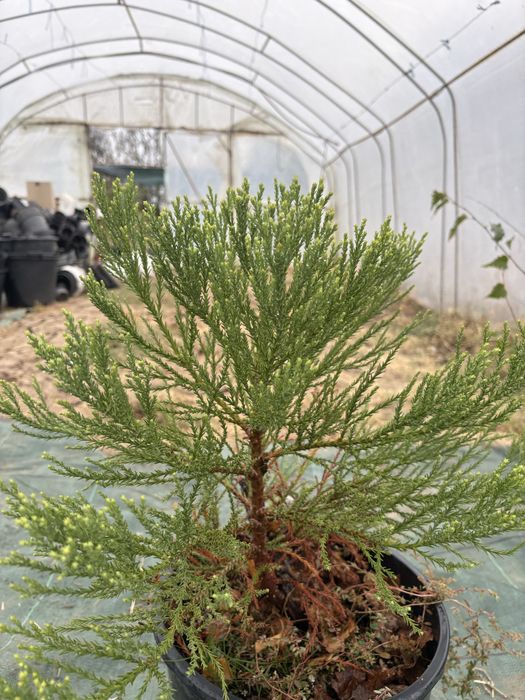 Гигантска секвоя (Sequoiadendron giganteum)