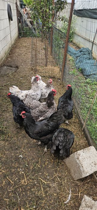Pui Australorp ,La Bresse , OliveEgger