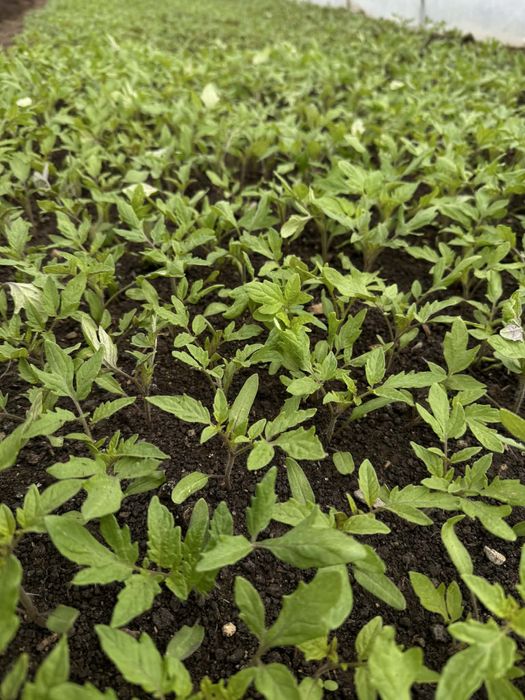 Разсад домати ранни- директно от производител!