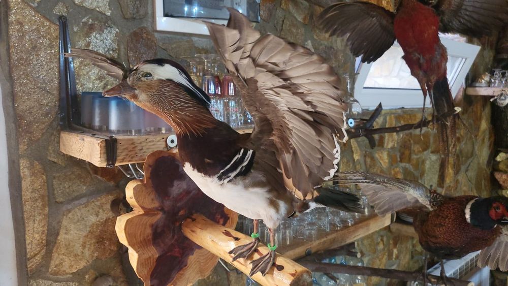 Păsări decor inpaiate