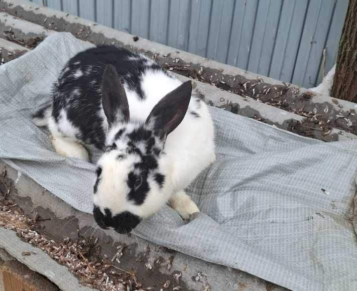 Продам 2 крола 8 месяцев