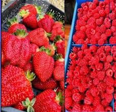 Предлагам Целогодишен расад ягуде и малини