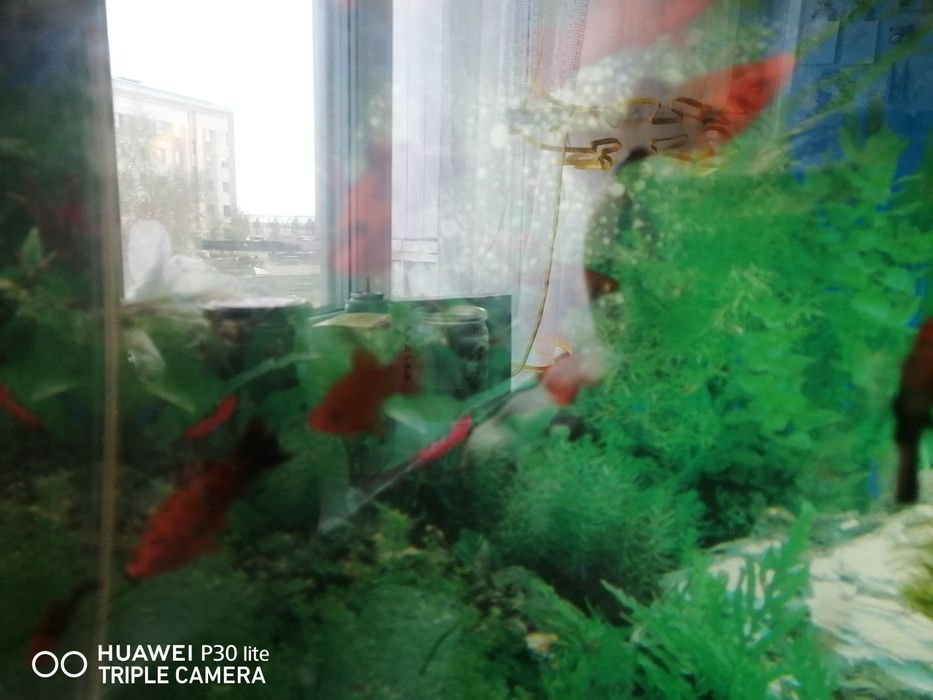 Продам  рыбок меченосцев